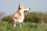 CORGI PEMBROKE 1271